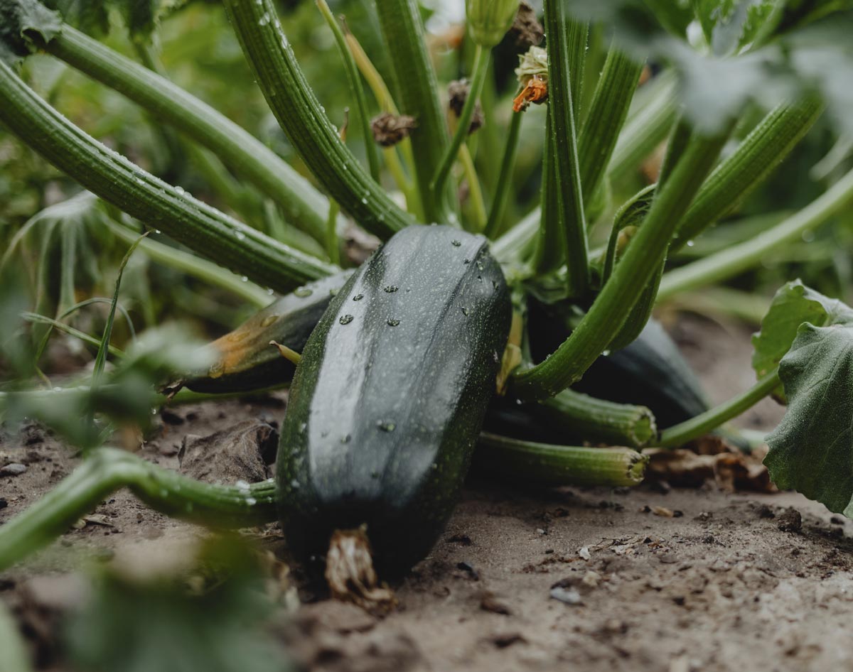 Récolte des courgettes