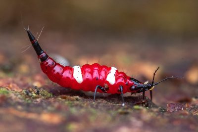 La menace cachée qui dévore vos plantes