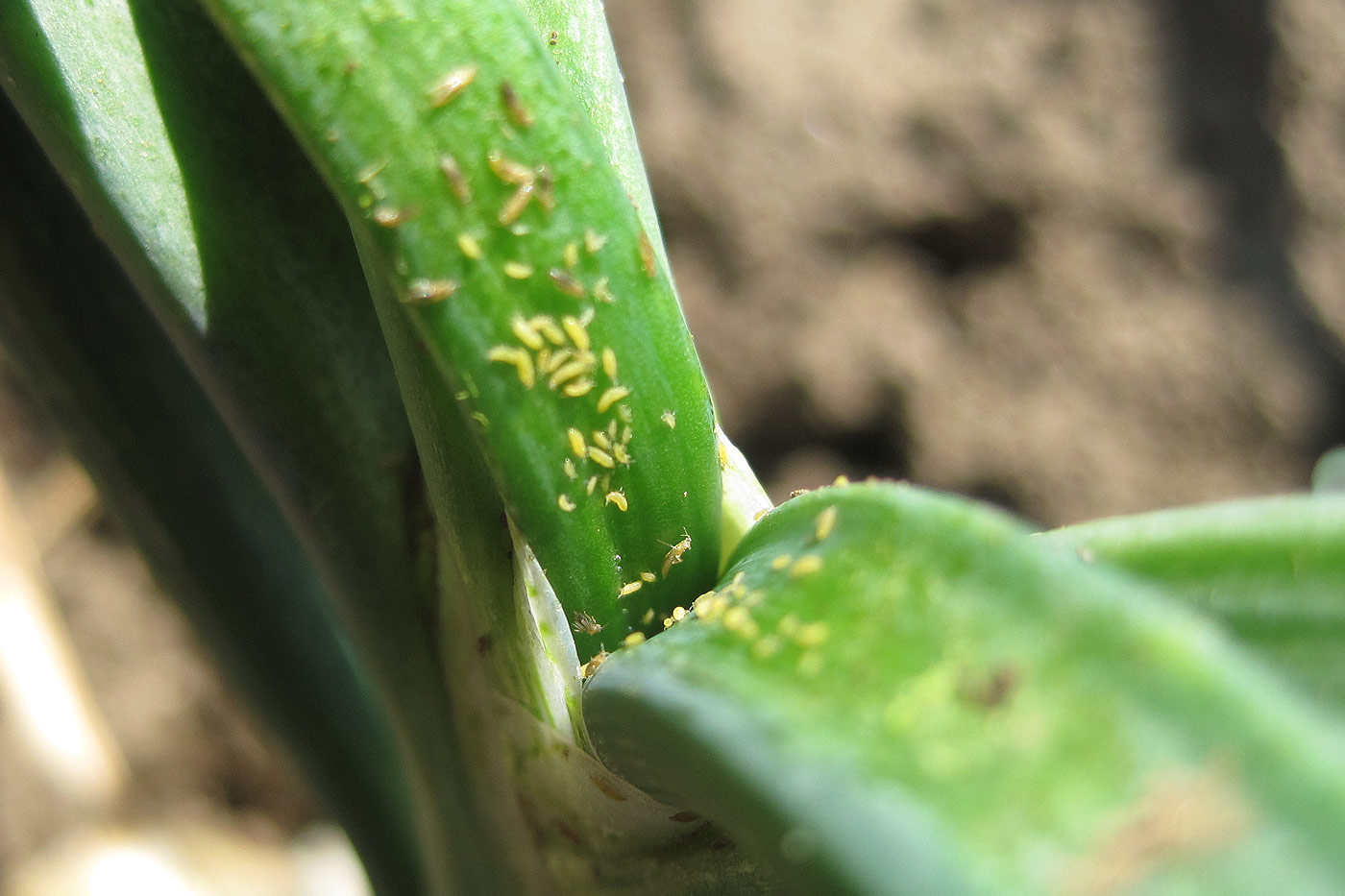 Thrips dévorent les plantes.