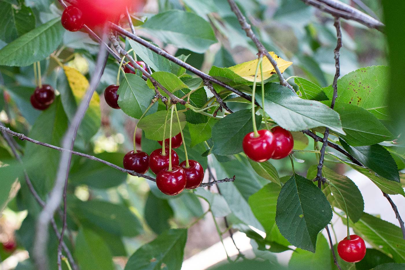 Cerisier dans le jardin.