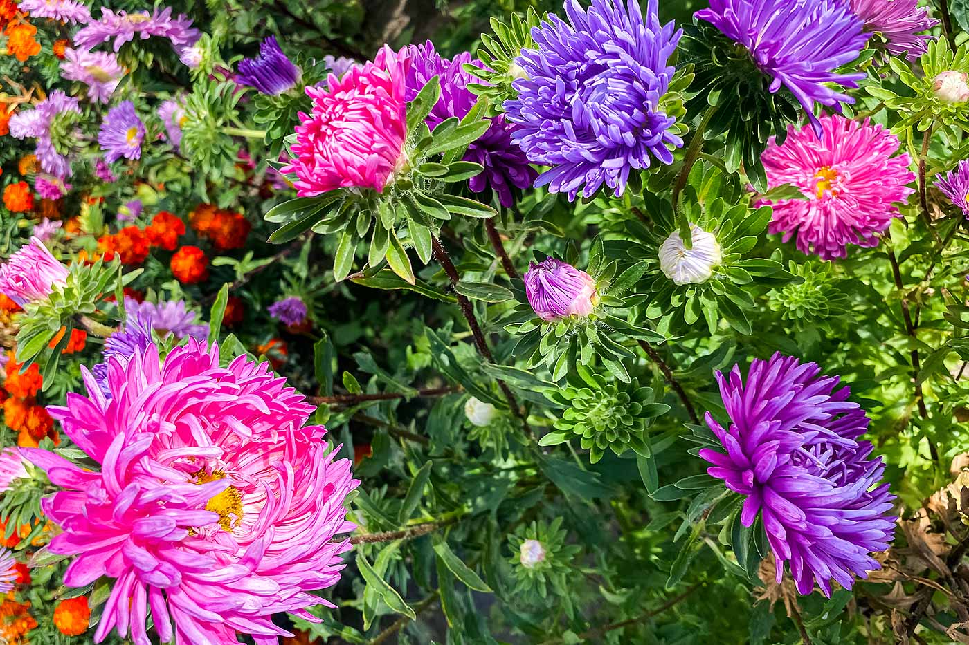 Les asters dans le jardin