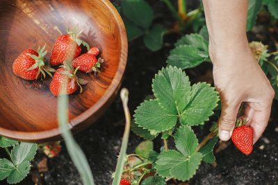 L'arme secrète contre les mauvaises herbes dans vos fraisiers