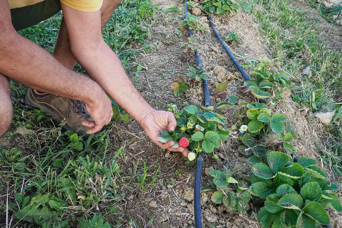 La récolte des fraises.