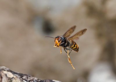 Frelon dans le jardin