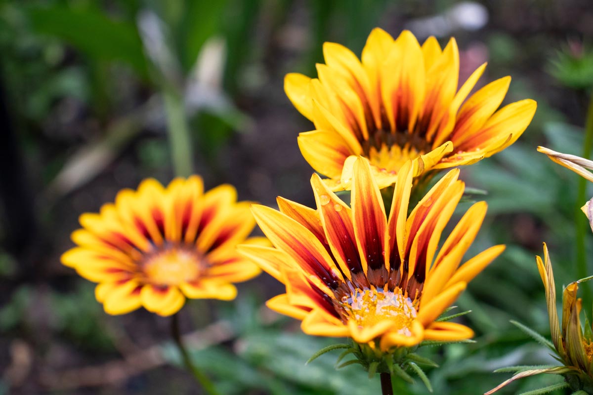 gazania