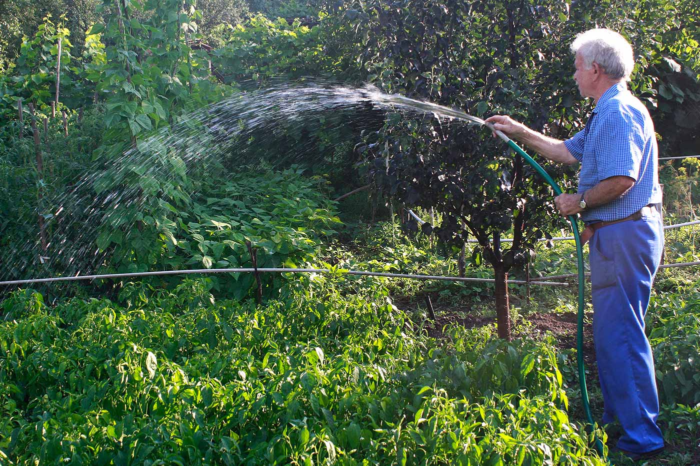 arroser le jardin pendant la canicule