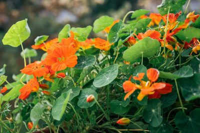 Révélez le jardinier impressionniste qui sommeille en vous avec ces 5 fleurs magiques