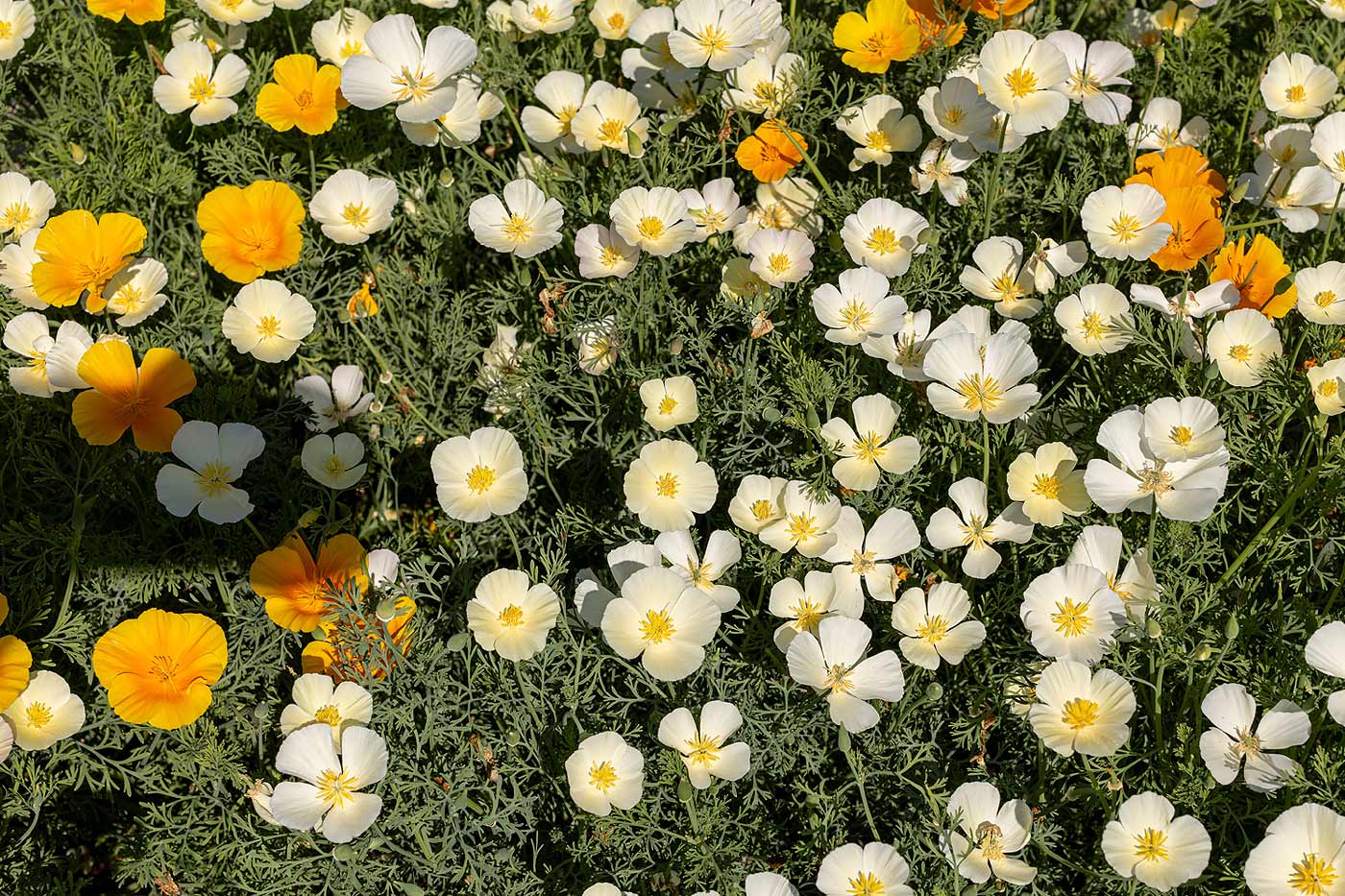 Coquelicot de Californie Ashsholtsia