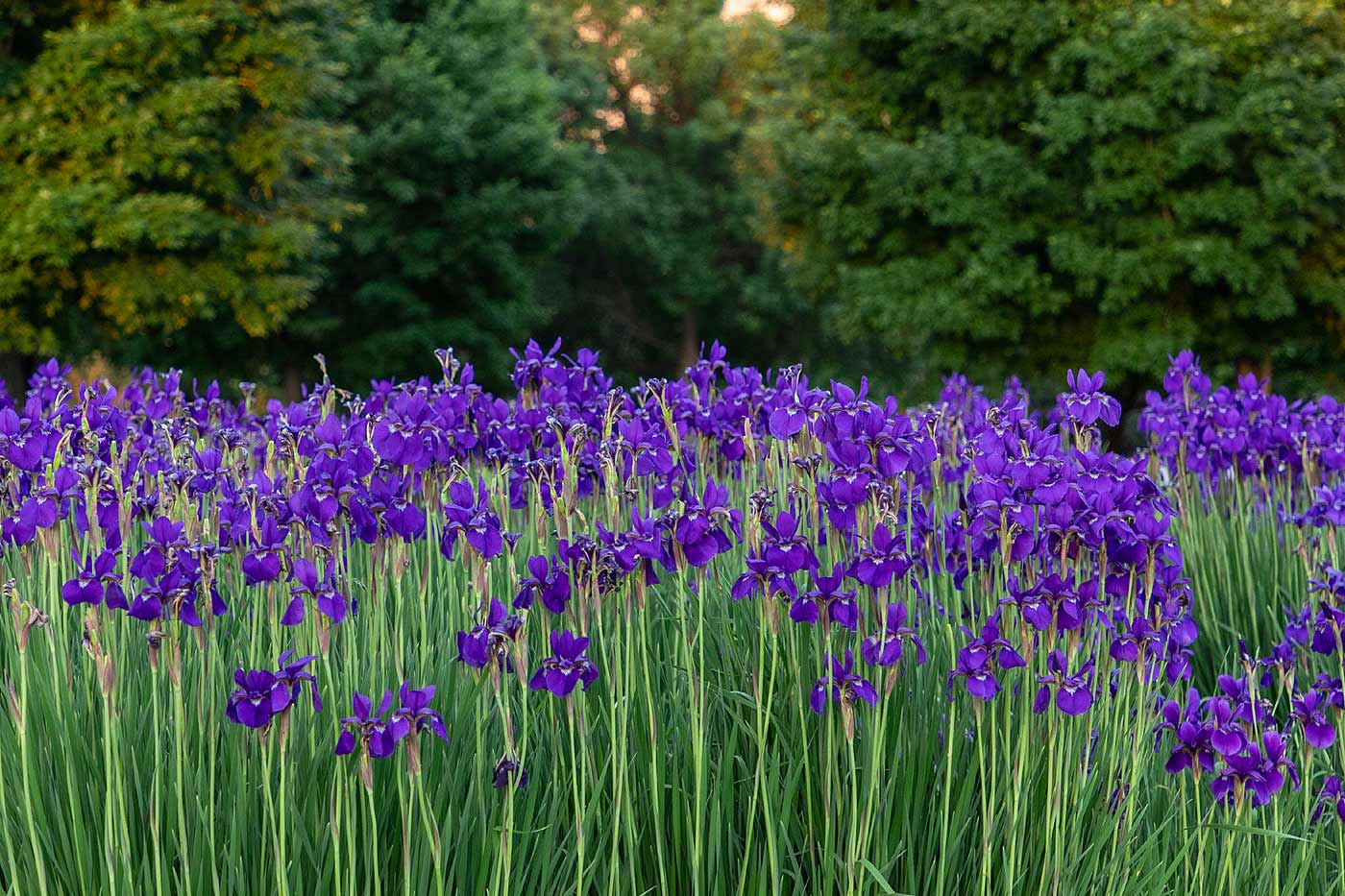 Iris en fleurs au printemps.