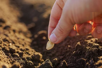 Top 4 des légumes à semer en août