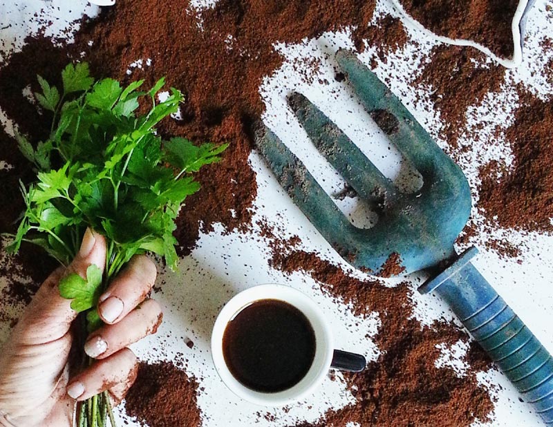 Utilisation du marc de café pour les plantes.