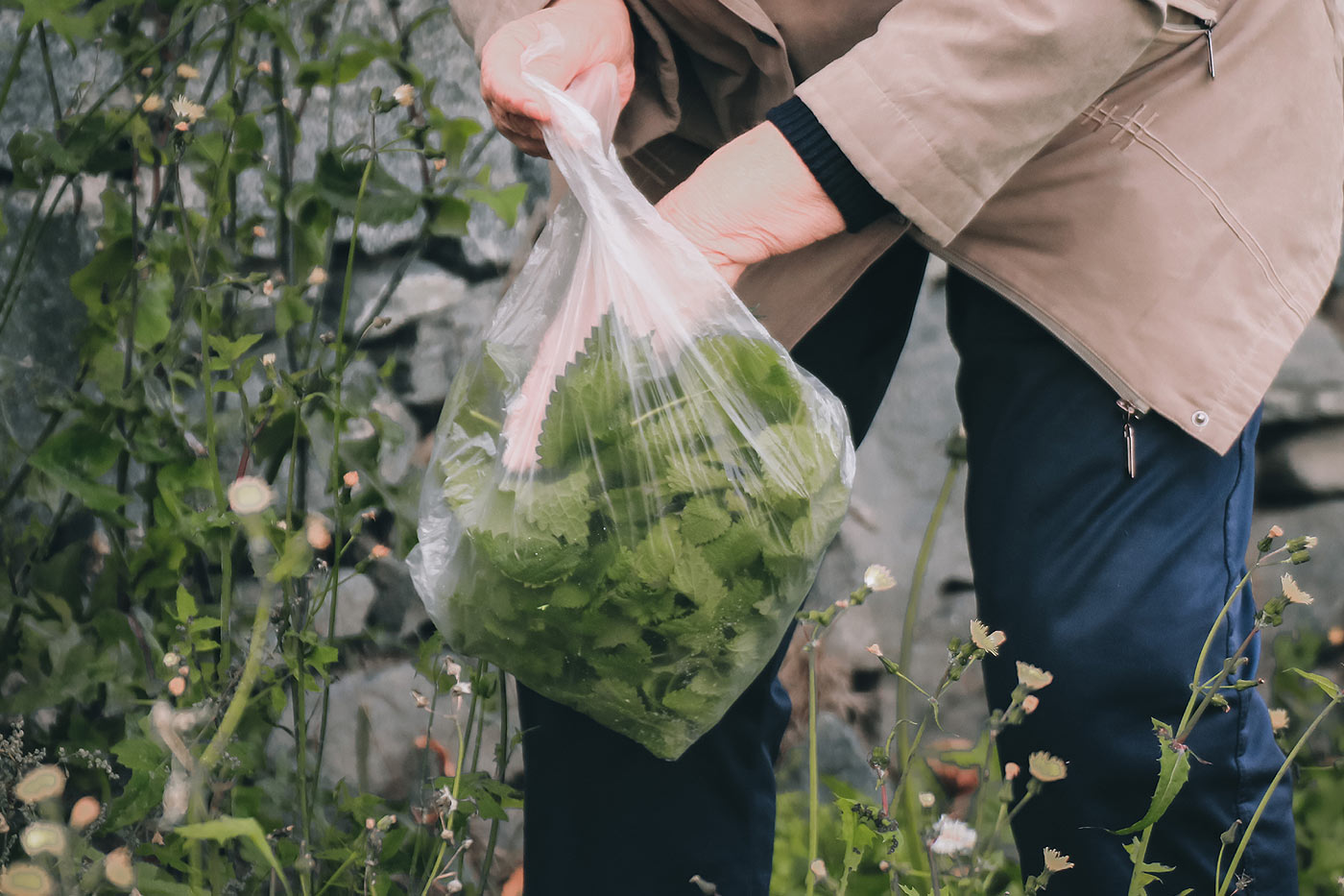 Ramassez les orties pour le compost !