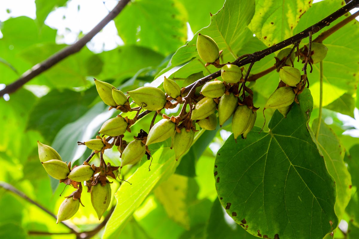 Paulownia croissance