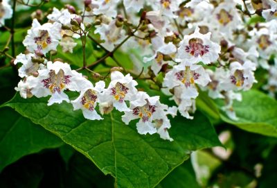 Paulownia en fleurs