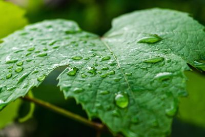 protéger votre jardin des orages violents