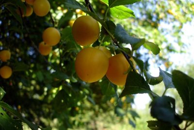 Prune jaune