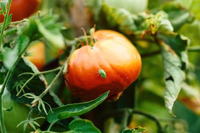 Adieu punaises : le secret naturel pour sauver vos tomates enfin dévoilé !