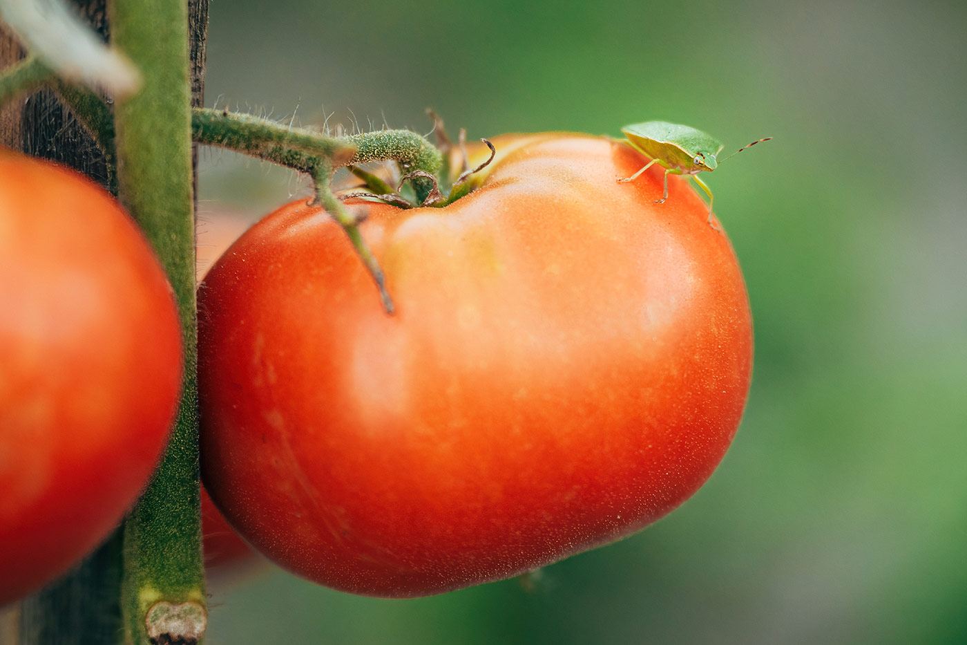 Tomate du jardin en pleine santé