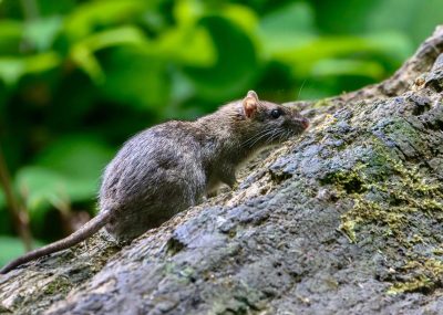 Rat dans le jardin