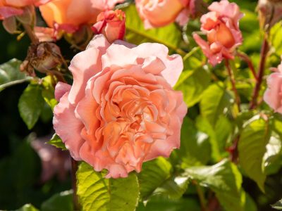 rosiers en pleine santé