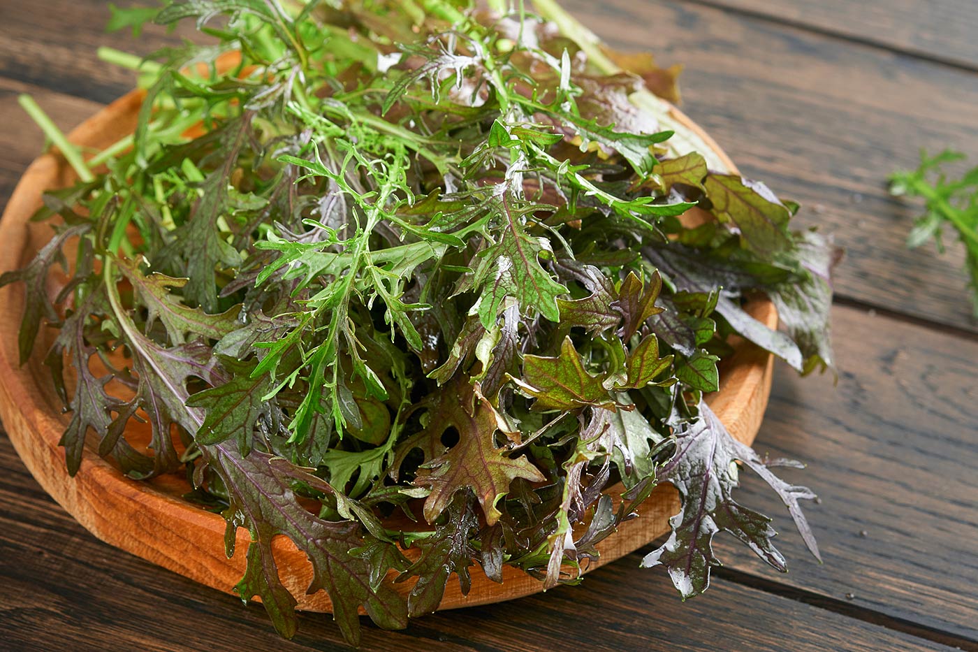 Salade de roquette aux feuilles fraîches.