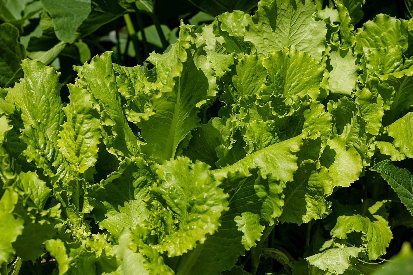 Feuilles de laitue verte qui poussent dans le jardin.