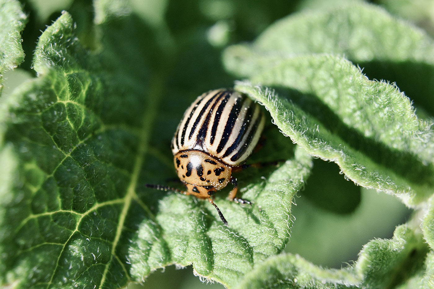 Doryphore au potager