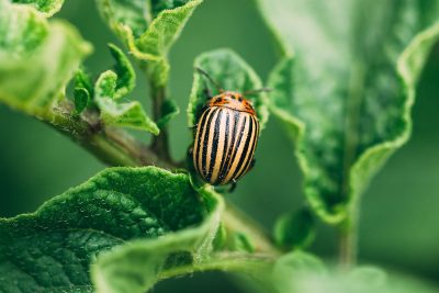 Scarabées au jardin : amis ou ennemis ?