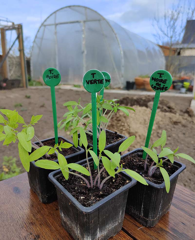 Les dernières semis du potager.