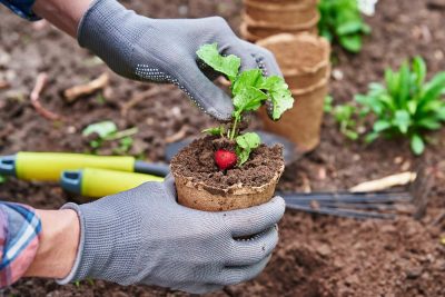 Semis d'août pour un potager d'automne