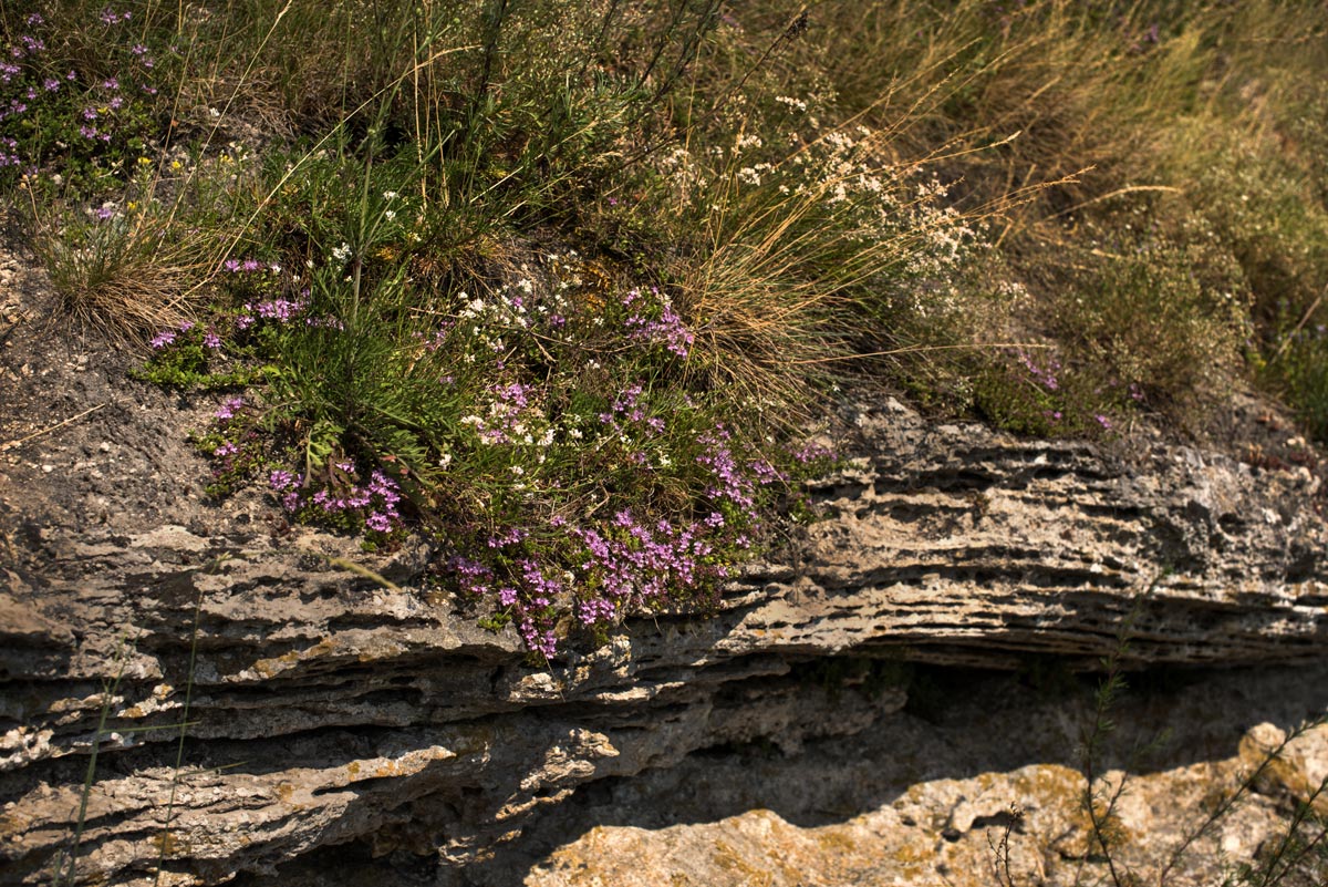 Thym dans la rocaille