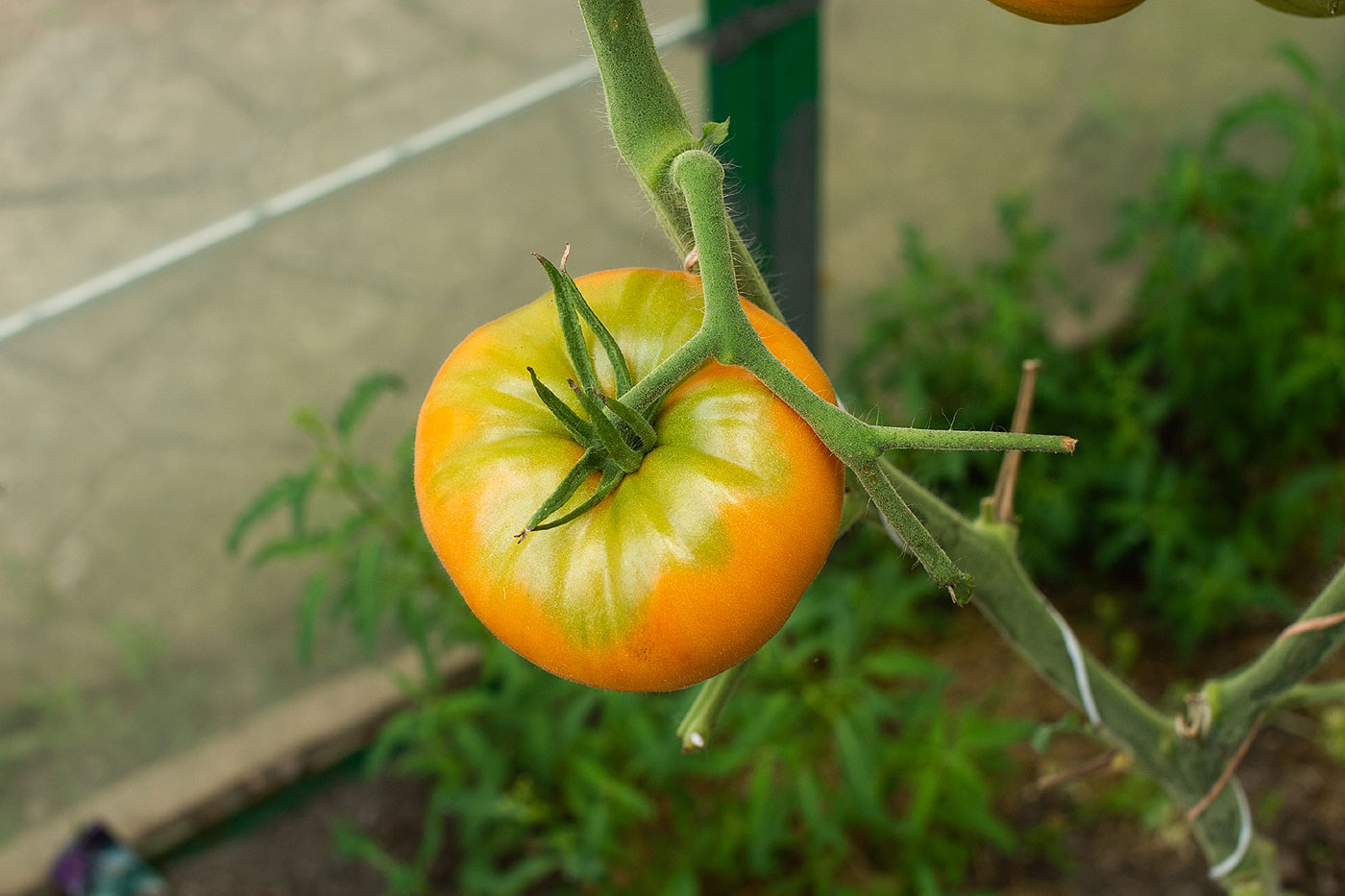 Tomate géante dans le potager.