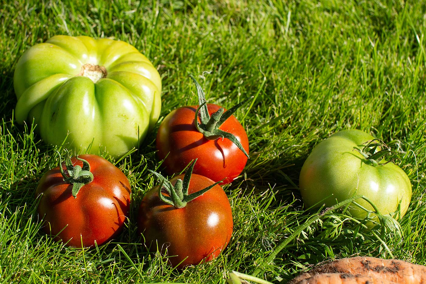 Récolte des tomates du jardin.