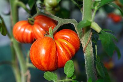 L'incroyable secret de jardinier pour des tomates géantes