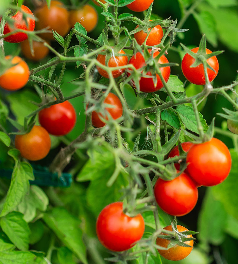 Grappe de tomates dans le potager.