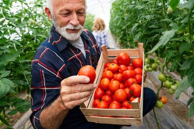 Le secret pour des tomates rouges et juteuses