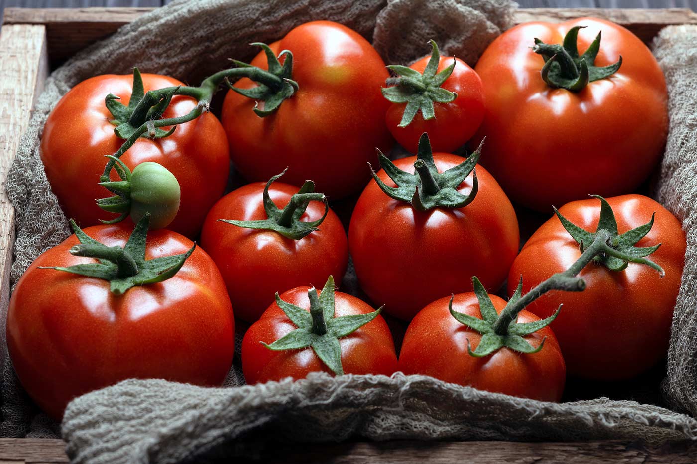 Récolte de belles tomates bien rouges.