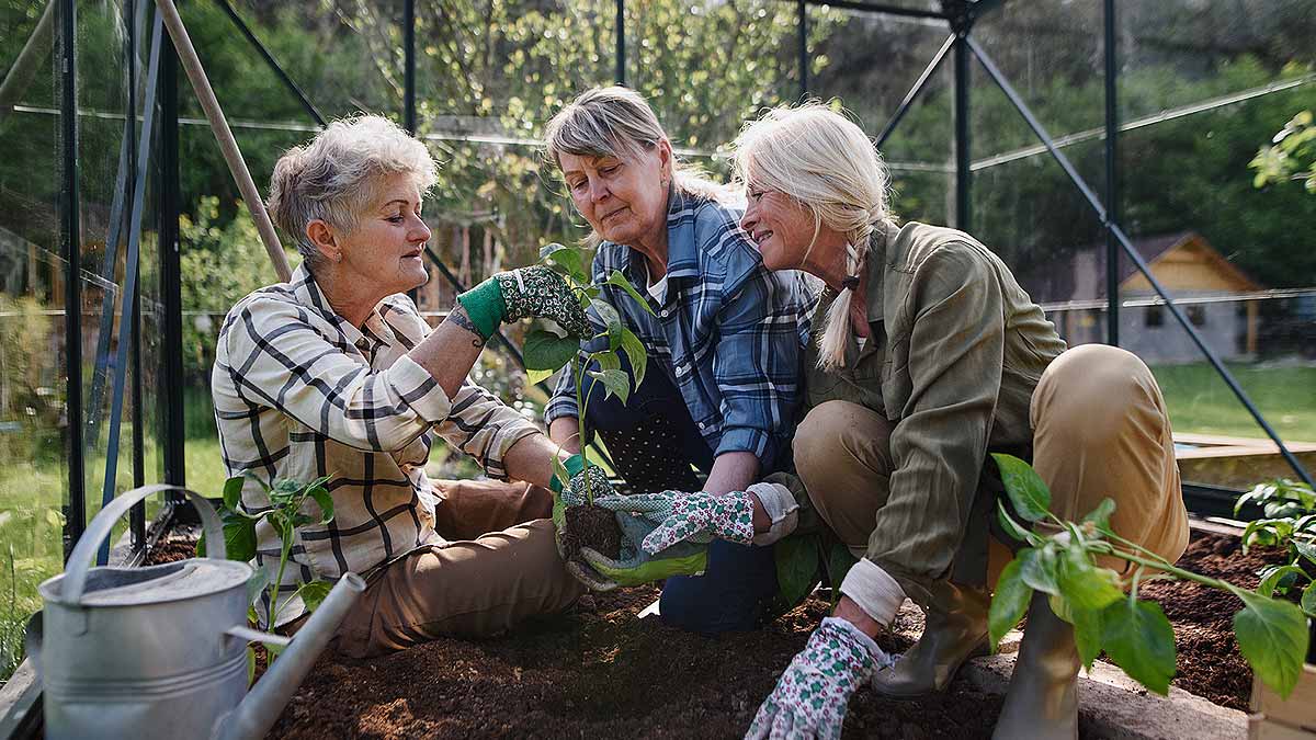 Le choix de l'emplacement de votre serre de jardin influencera vos cultures.