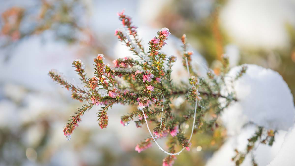 La bruyère d'hiver