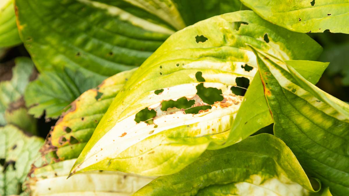 Feuilles des plantes dévorées par les limaces