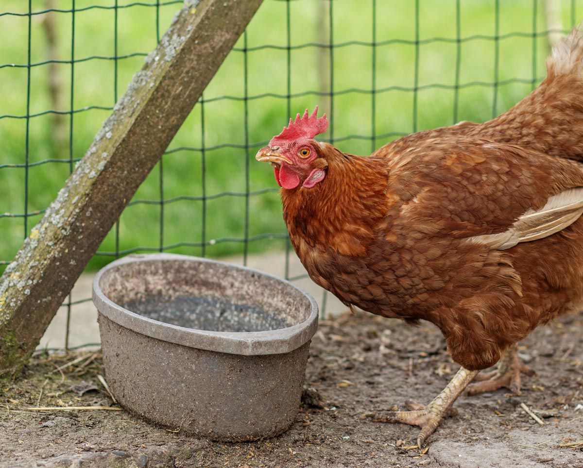 L'eau des poules