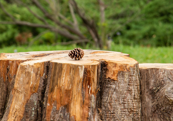 Souche d'arbre dans le jardin.