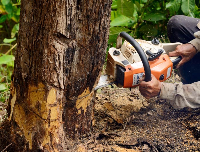 Abatage d'un arbre à la tronçonneuse.