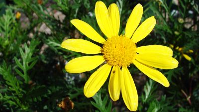 euryops pectinatus