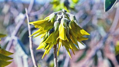 Cette fleur en forme de colibri