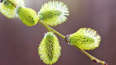 Le saule des vanniers